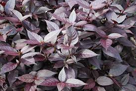 Alternanthera (Ruby Leaf)