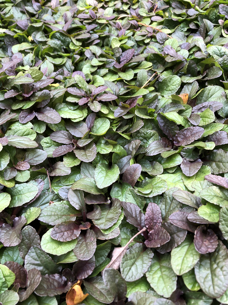 Ajuga (Purple Leaf)