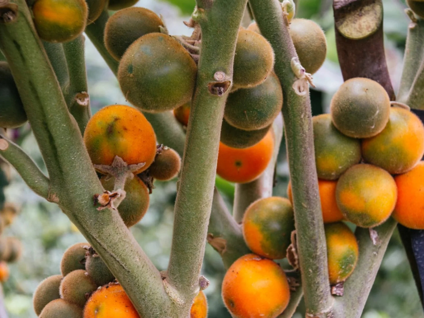 Naranjilla (Golden Andes Fruit)