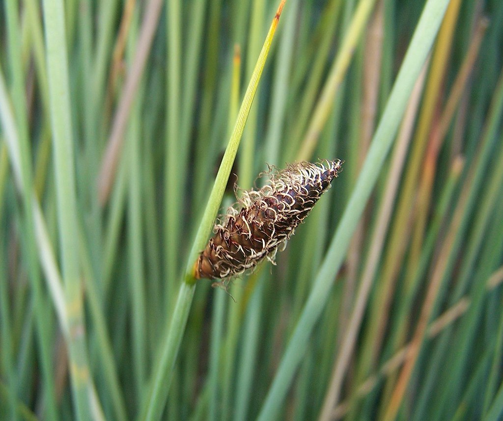Sedge (Grey)