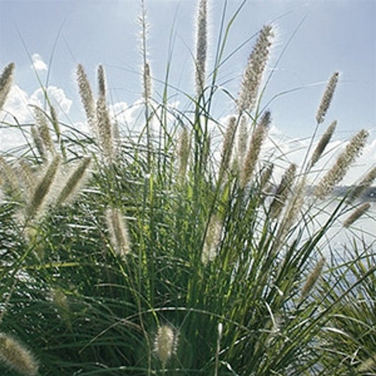 Foxtail (Coastal Swamp)