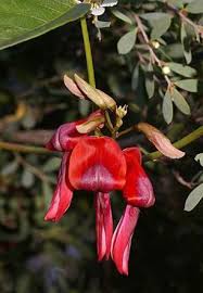 Dusky coral pea