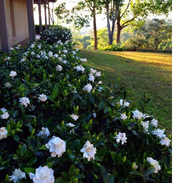 Gardenia (Florida)