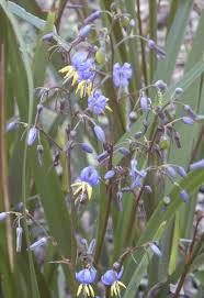 Lily (Blue Flax)
