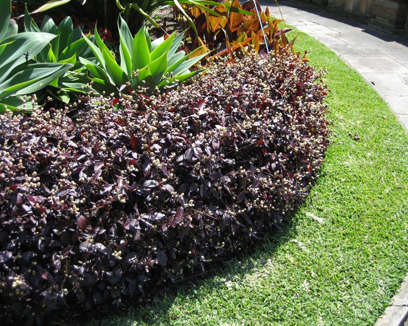 Alternanthera (Ruby Leaf)