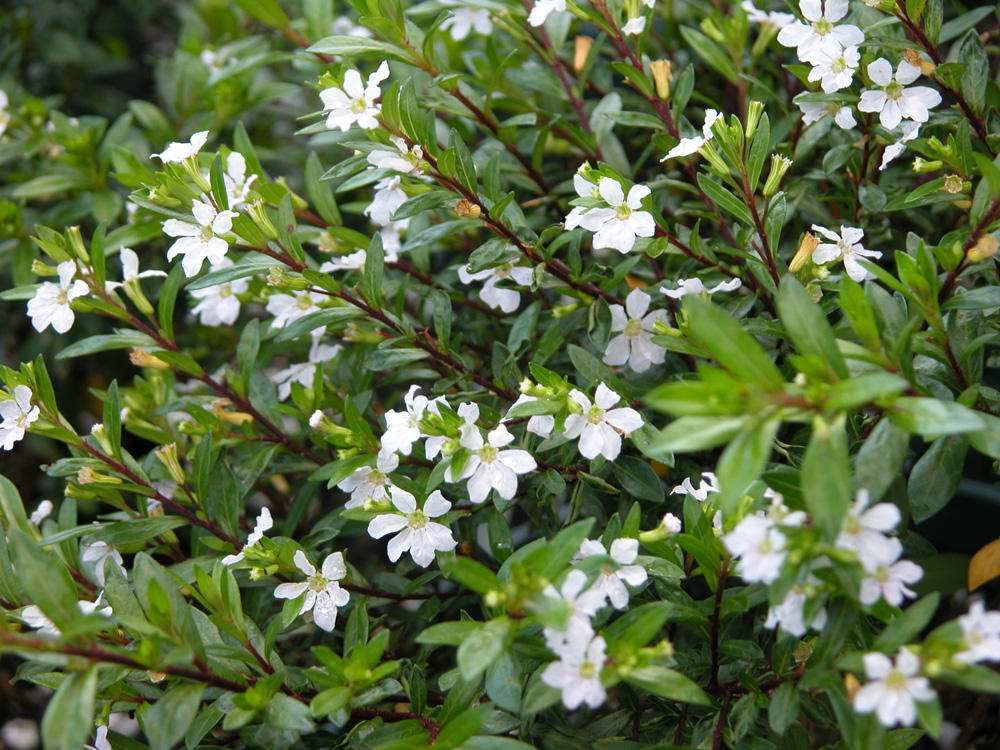 Cuphea (White)