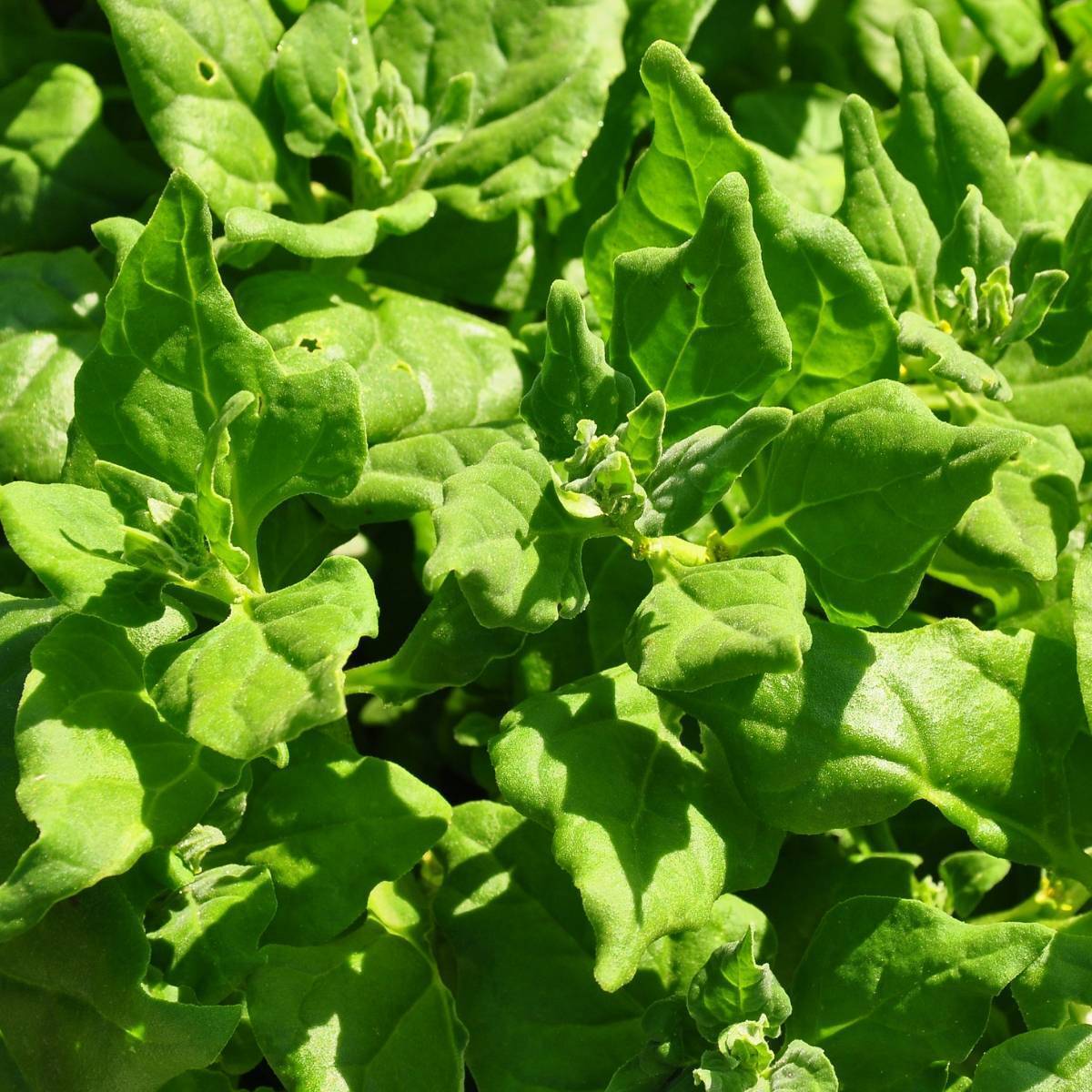 Warrigal greens