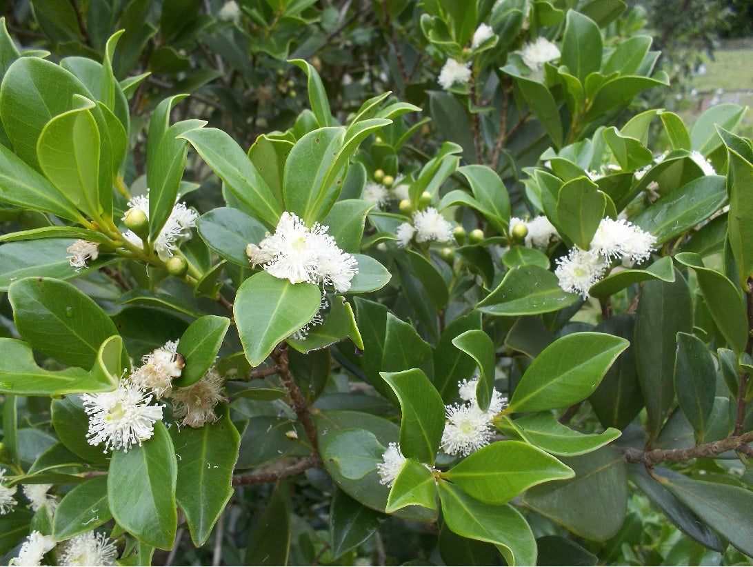 Guava (Red Cherry)