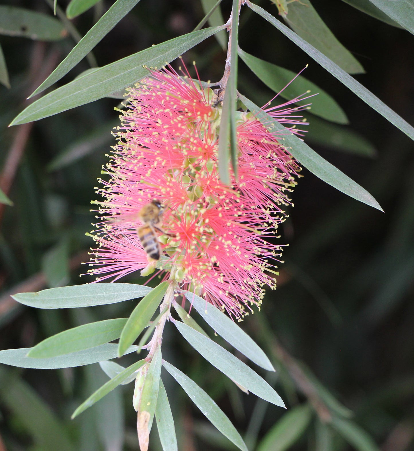 Callistemon (Pink Champagne)