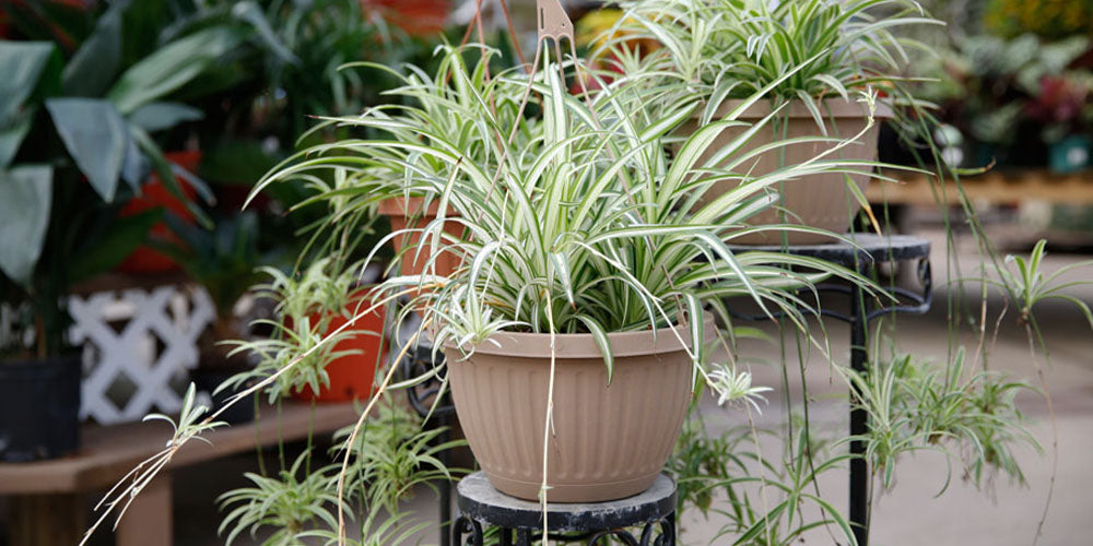 Spider plant