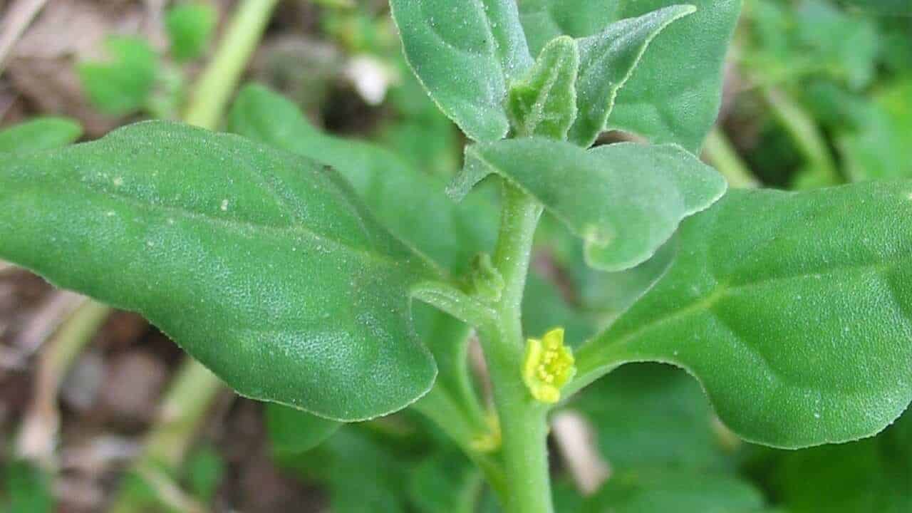 Warrigal greens