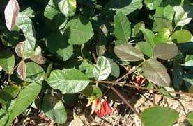 Dusky coral pea