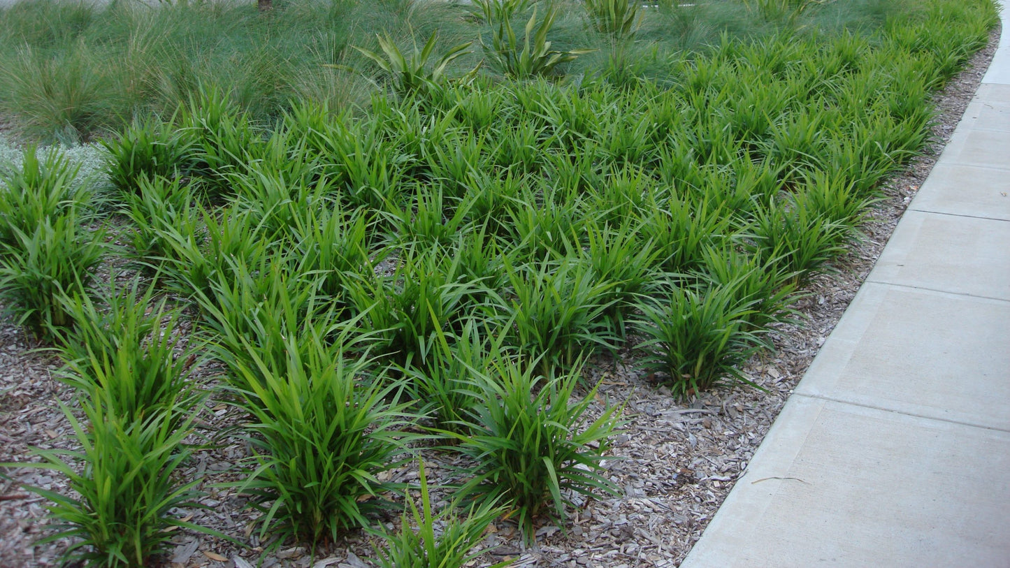 Lily (Blue Flax)