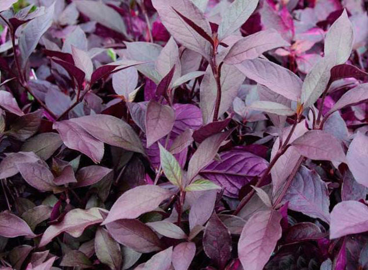 Alternanthera (Ruby Leaf)