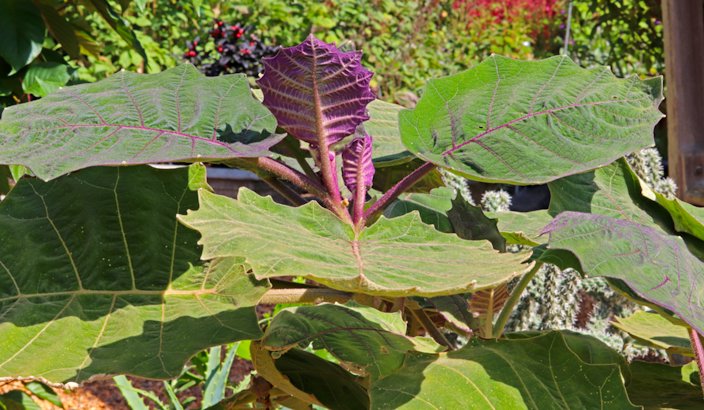 Naranjilla (Golden Andes Fruit)