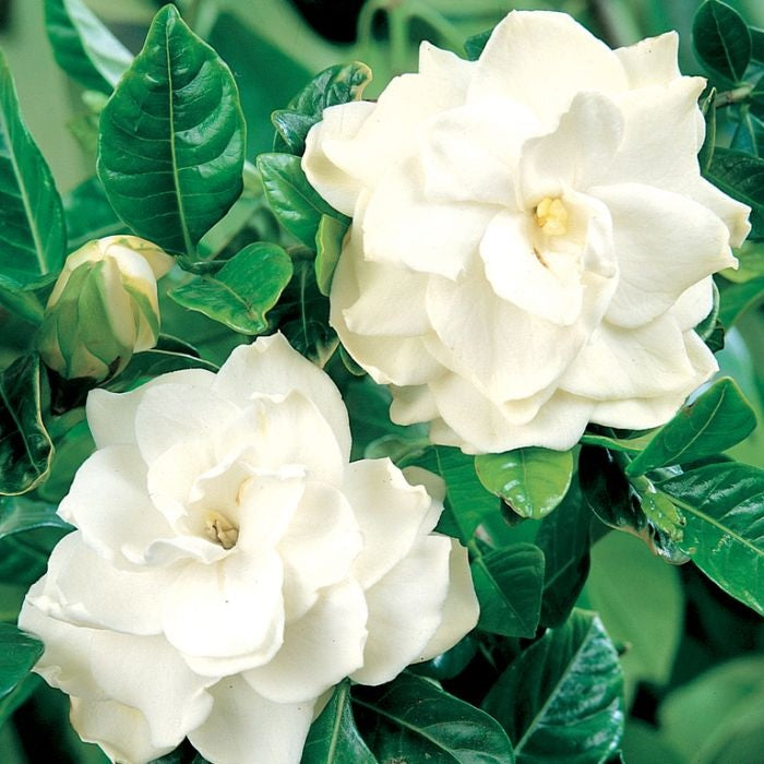 Gardenia (Florida)