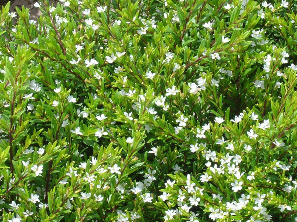 Cuphea (White)
