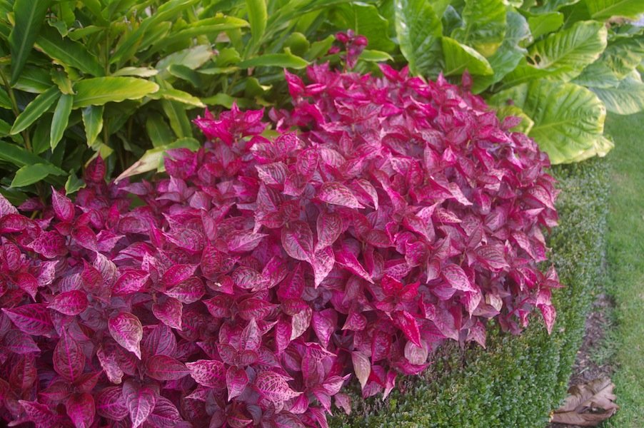 Bloodleaf