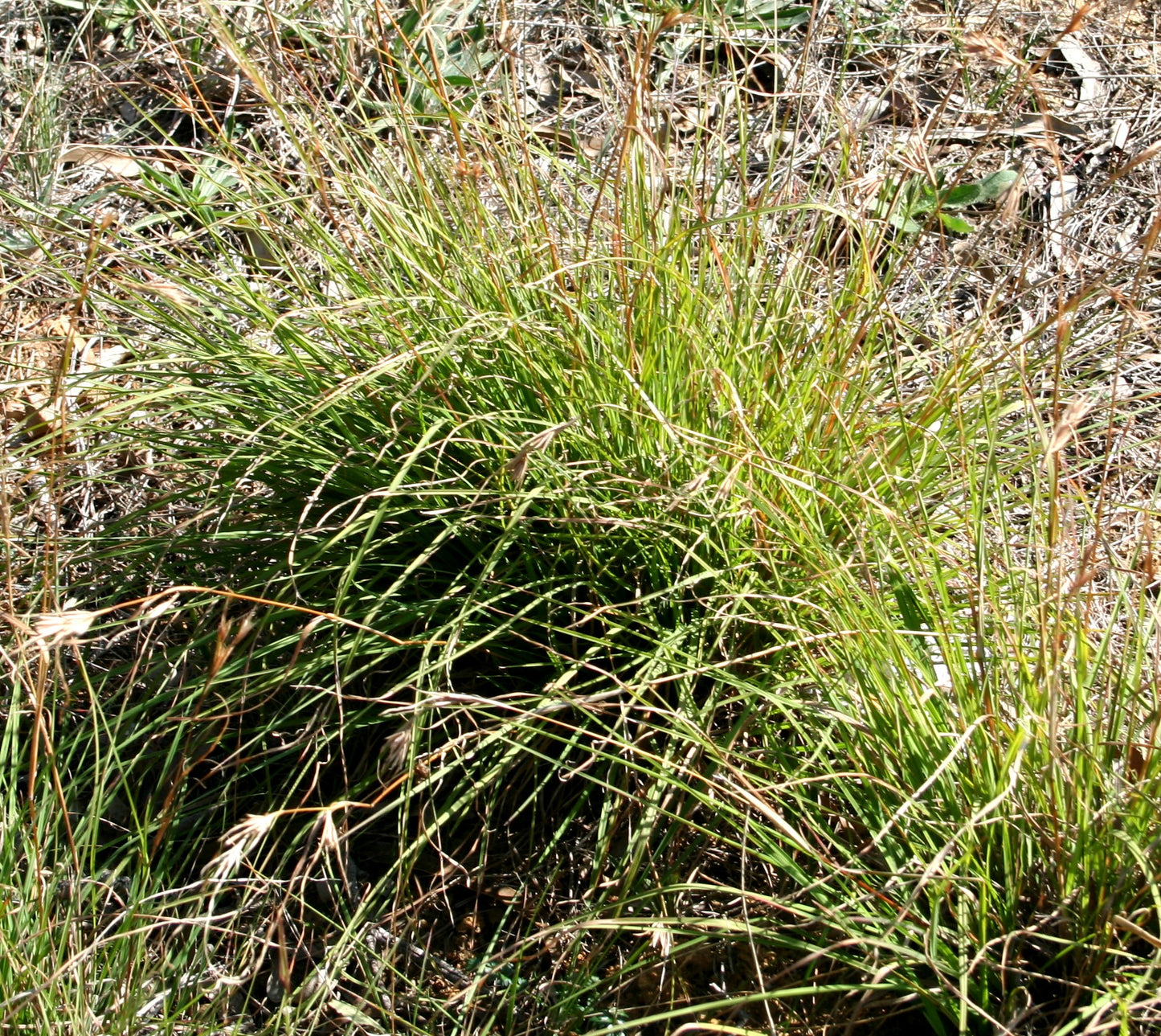 Kangaroo Grass