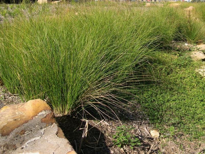 Sedge (Tall)