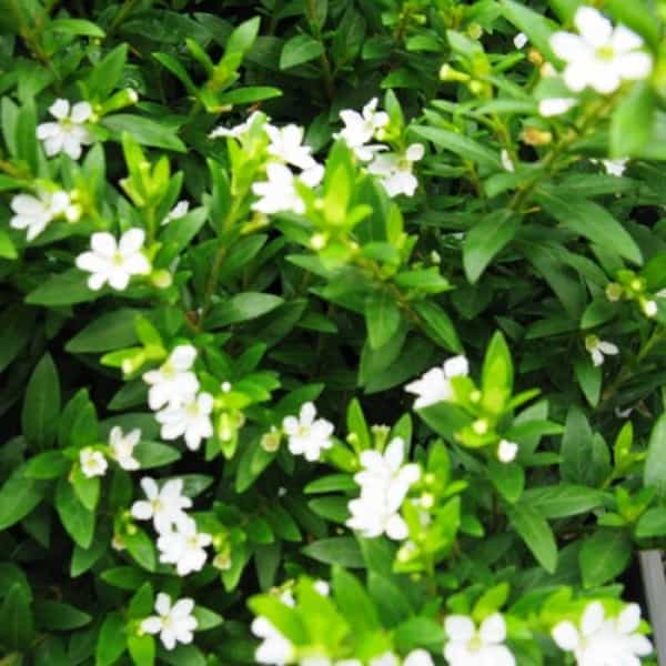 Cuphea (White)