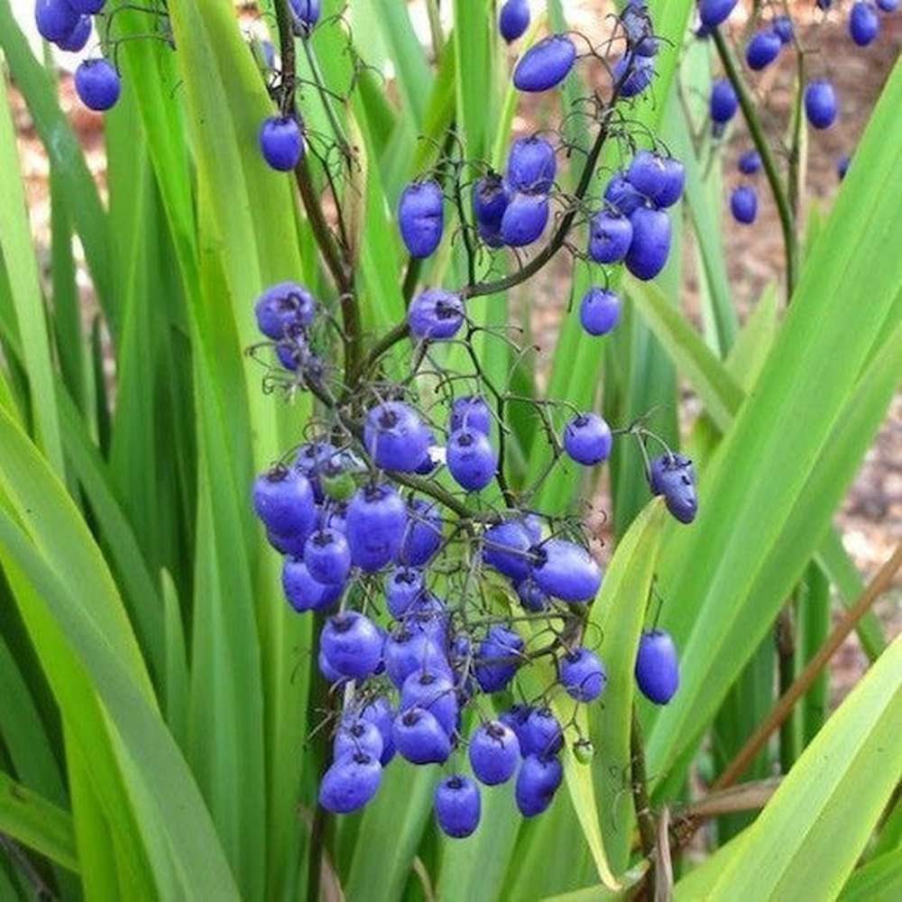 Lily (Blue Flax)