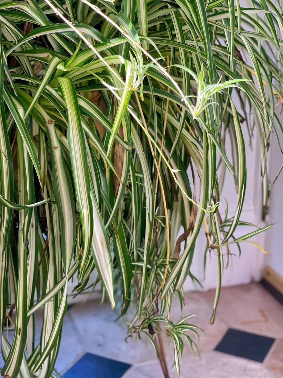 Spider plant