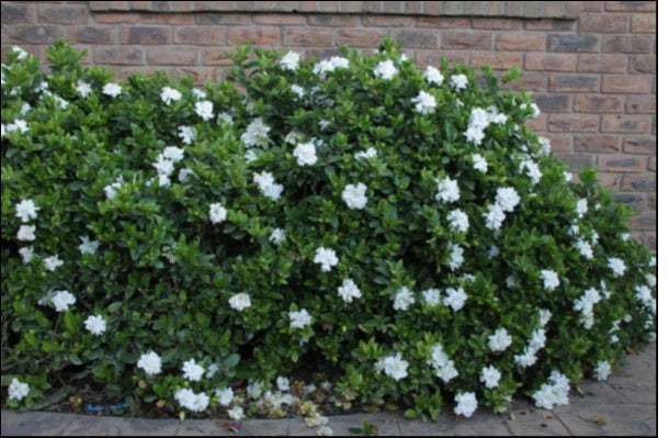 Gardenia (Florida)