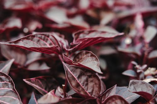 Alternanthera (Ruby Leaf)