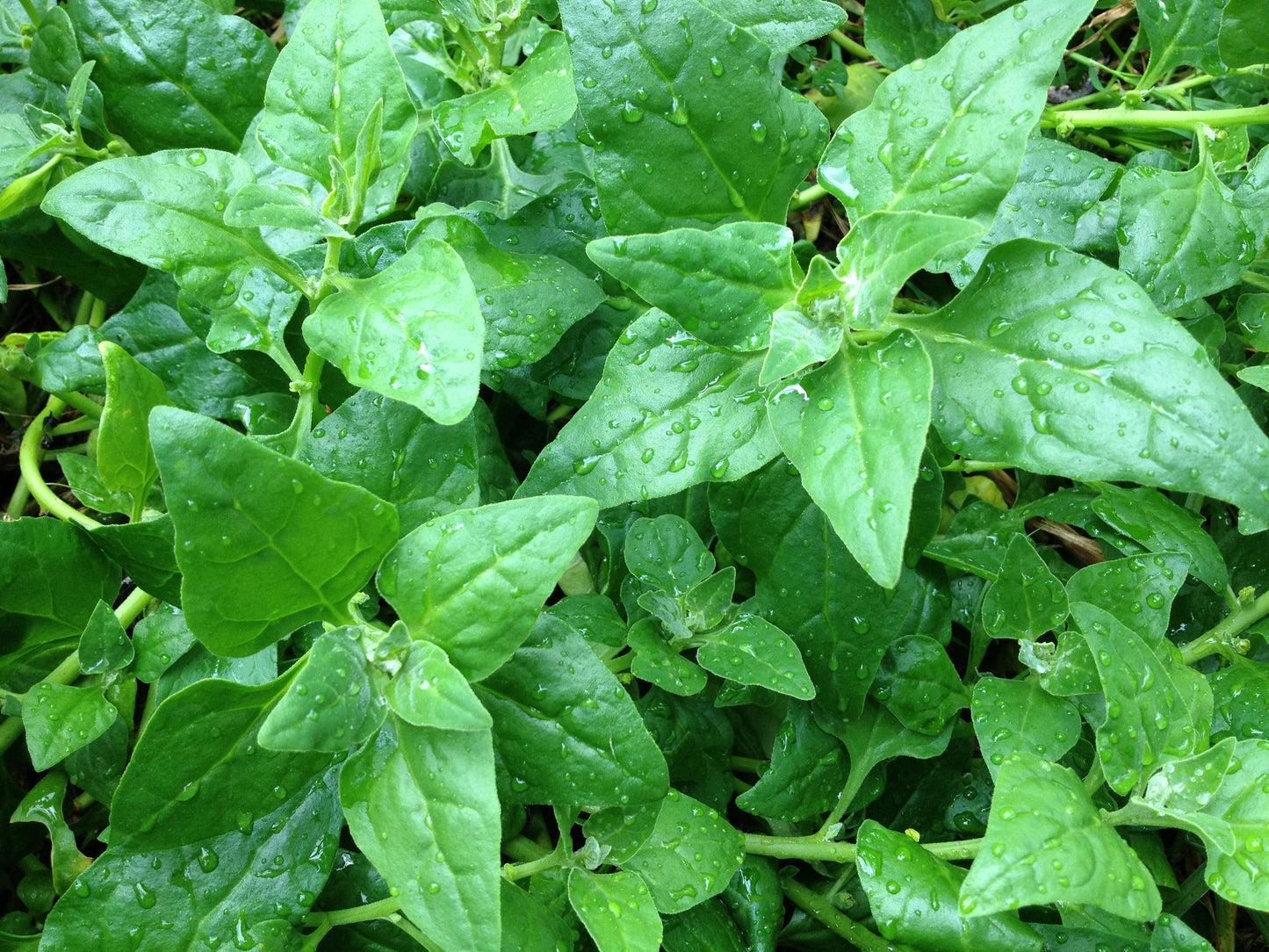 Warrigal greens