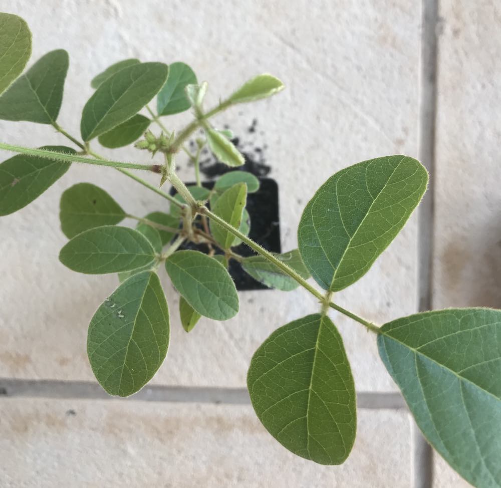 Dusky coral pea