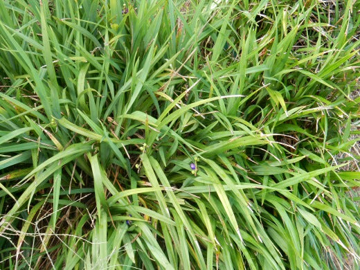 Lily (Blue Flax)