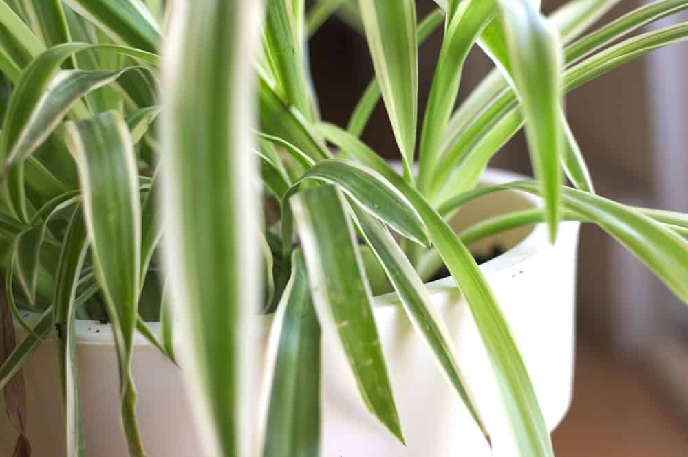 Spider plant
