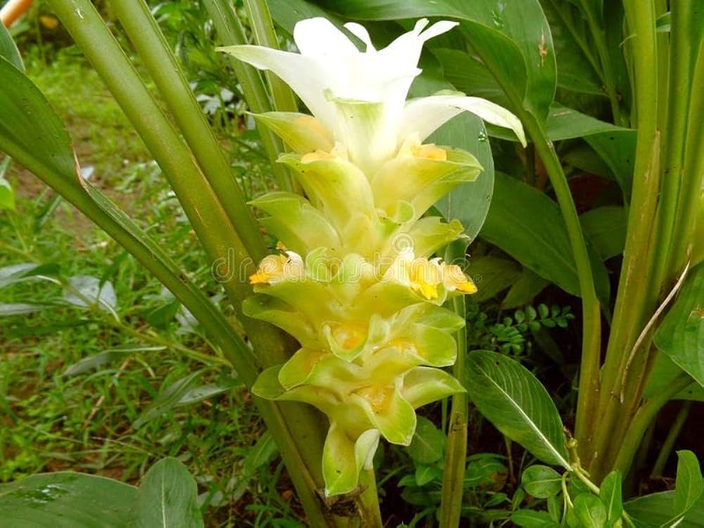 Turmeric (Yellow)
