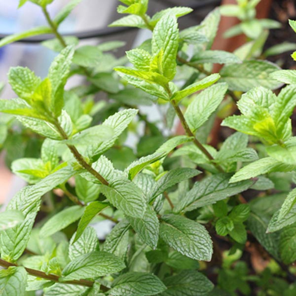 Mint (Julip)