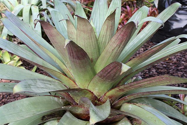 Bromeliad (Silver Plum)