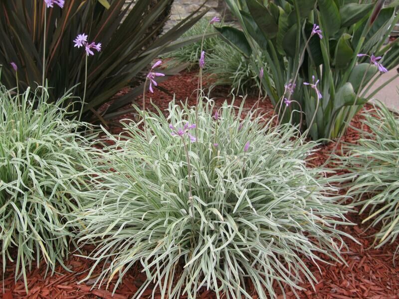 Society garlic (Variegated)