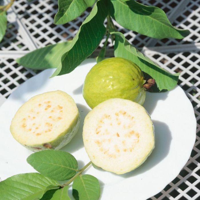 Guava (Indian)
