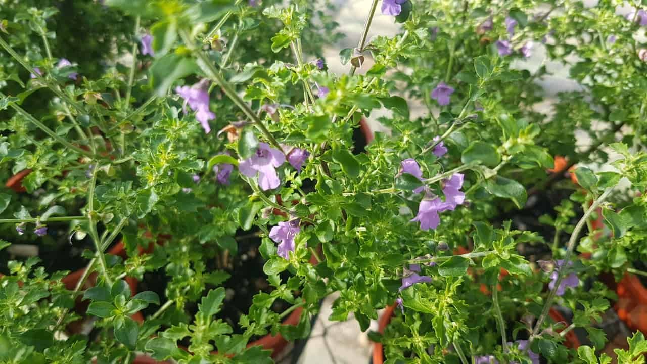 Thyme (Native)