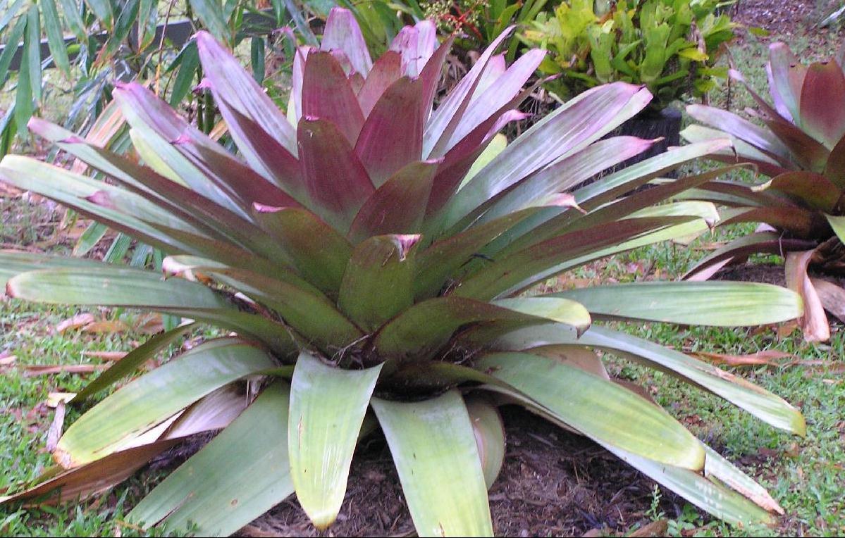 Bromeliad (Silver Plum)