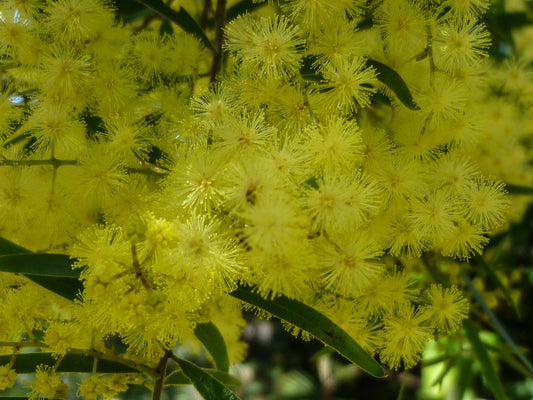 Wattle (Fringed)