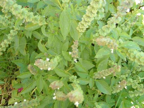 Basil (Perennial)
