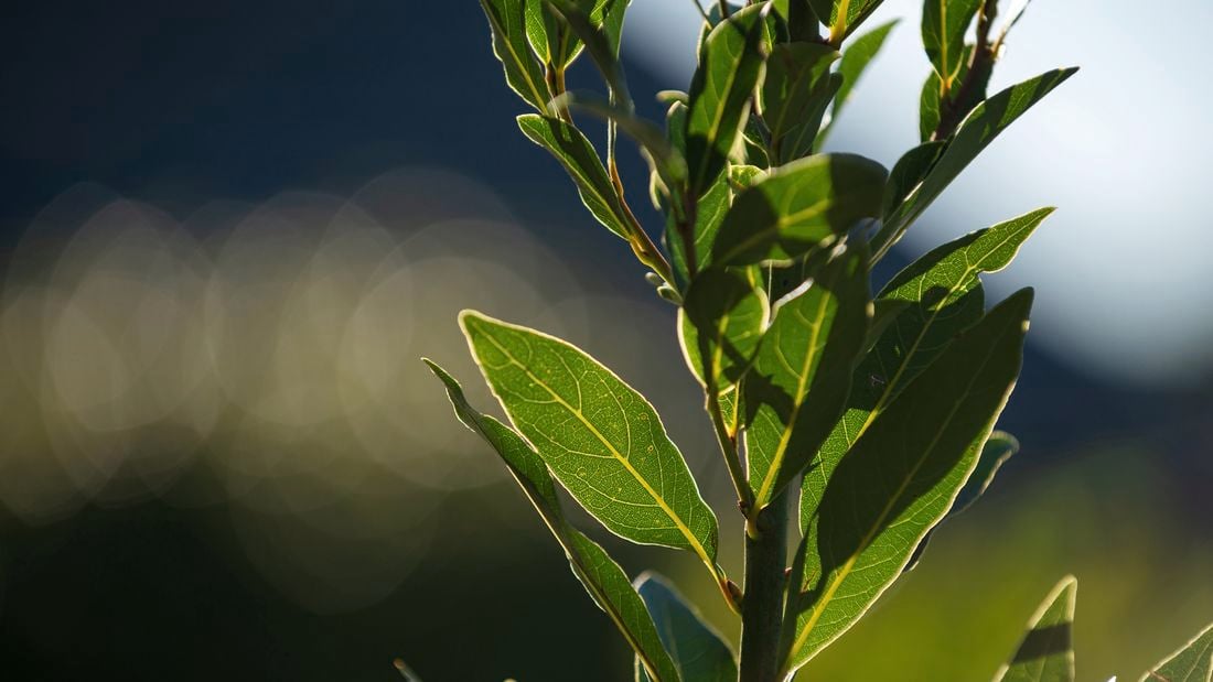 Bay Tree