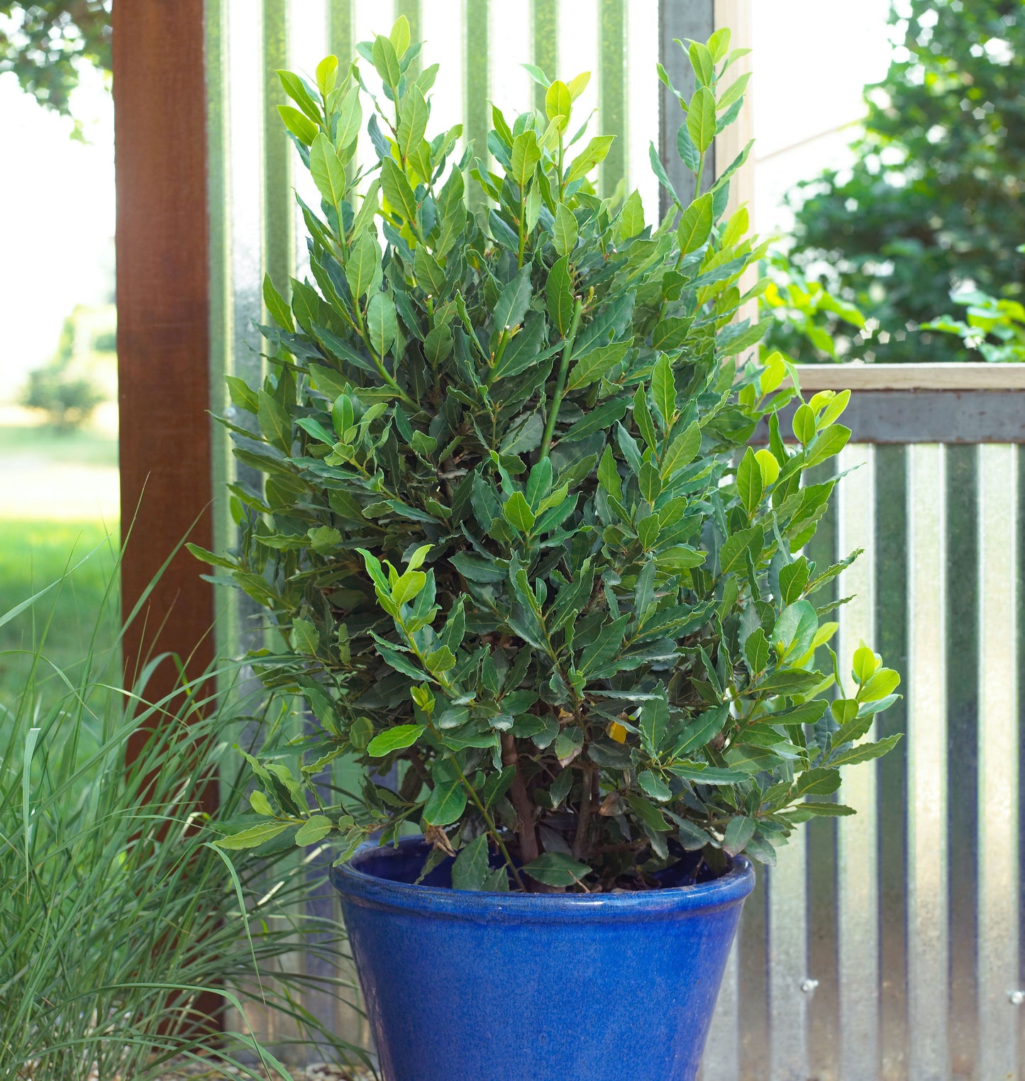 Bay Tree