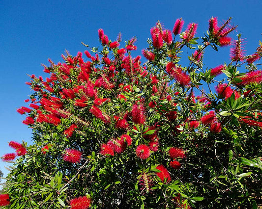 Callistemon (Crimson)