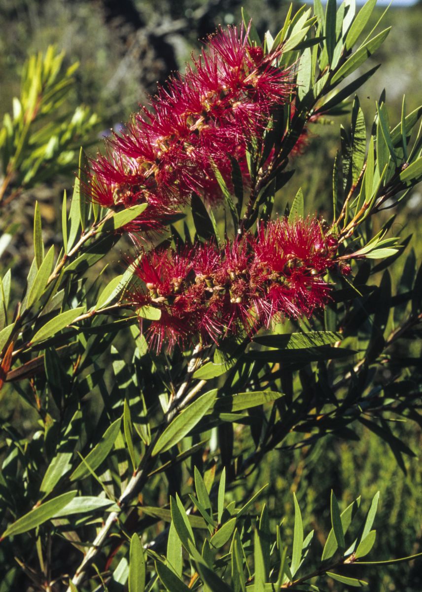 Callistemon (Crimson)