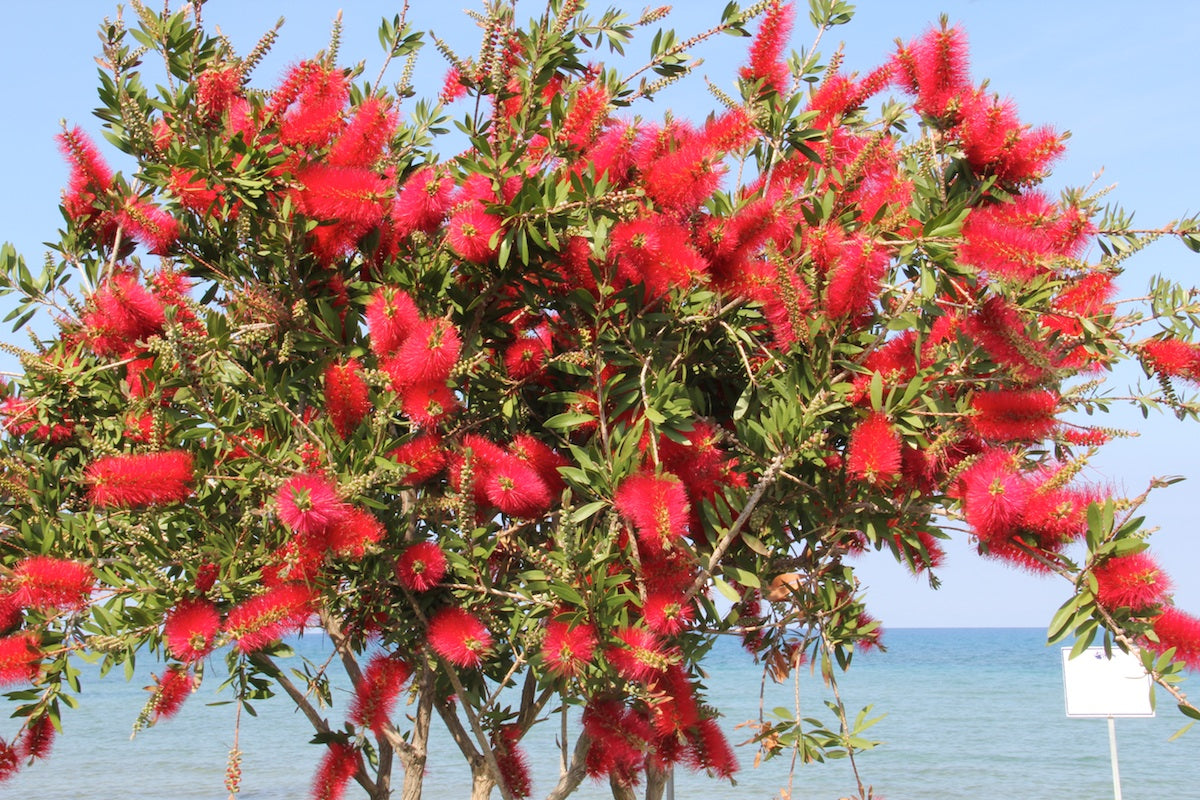 Callistemon (Crimson)