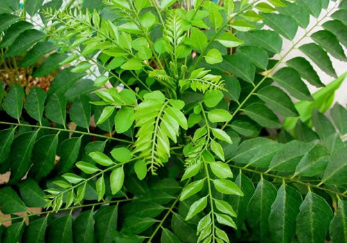 Curry leaf tree