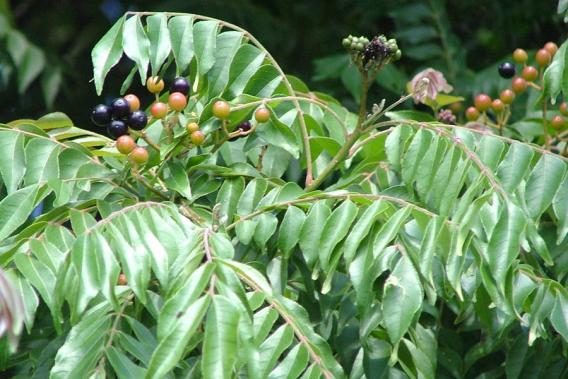 Curry leaf tree
