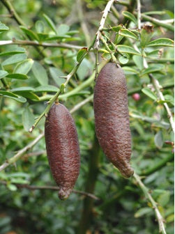 Lime (Finger Lime -Pink Ice)